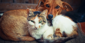 cat and dog Florida Pet Trusts